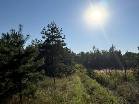 ділянка за адресою с. Лозівок, шевченка