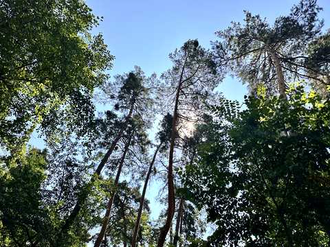 ділянка за адресою Лісова вул.