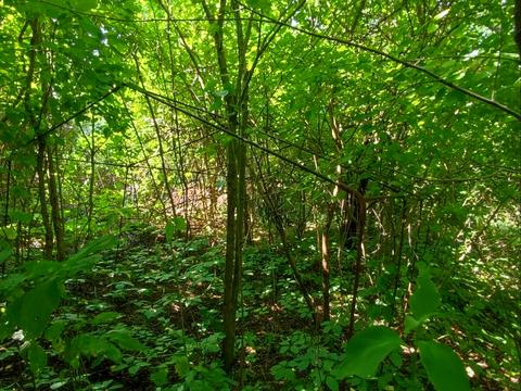 участок по адресу 