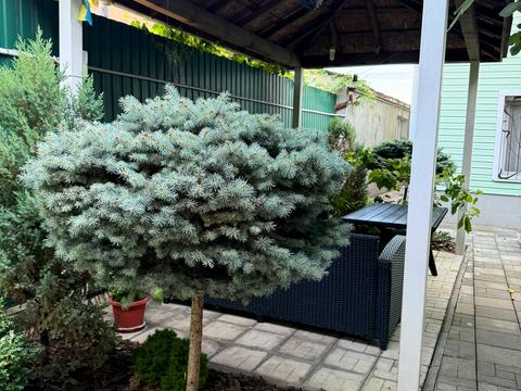 комерційна за адресою Собінова вул., 3