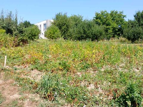 ділянка за адресою с. Зарванці, Хмелянська