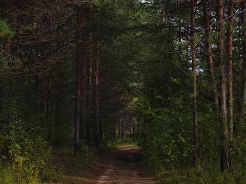 ділянка за адресою Березна, 5