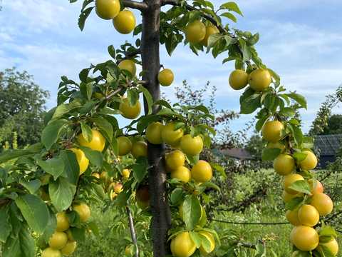 ділянка за адресою Пархоменка, 12