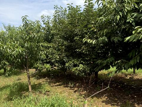 будинок за адресою с. Братківці, Петракова