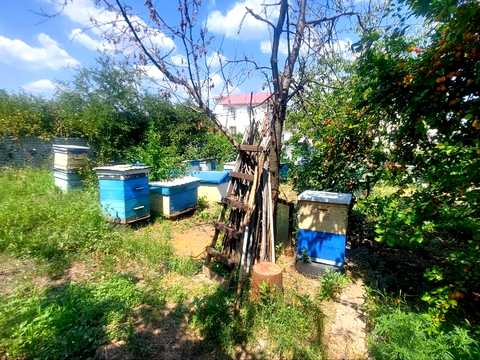 дом по адресу Абрикосова
