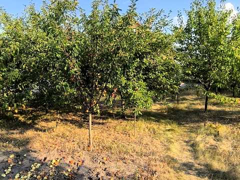 будинок за адресою Кропивницький, Свободи вул., 9