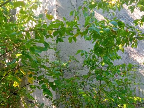 участок по адресу СТ Травневе