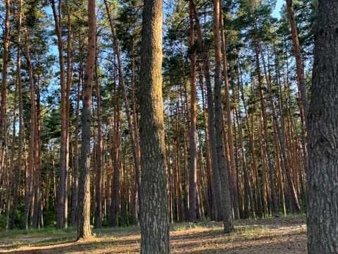 ділянка за адресою с. Іванковичі, 