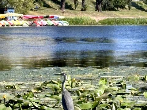 квартира за адресою Русанівська набережна вул., 20
