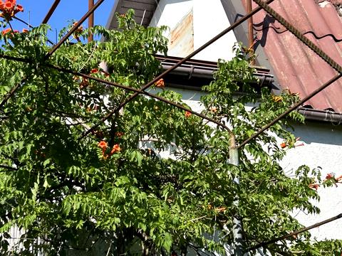 будинок за адресою с. Баловне, Садоа