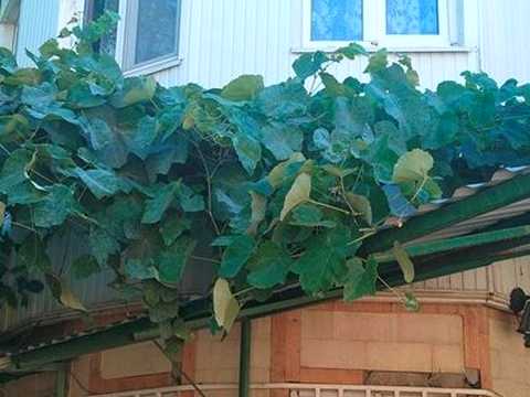 дом по адресу Мариупольская ул. (Ростовская)