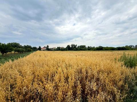 ділянка за адресою с. Чишки, 