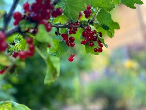 будинок за адресою Яблунева вул., 28