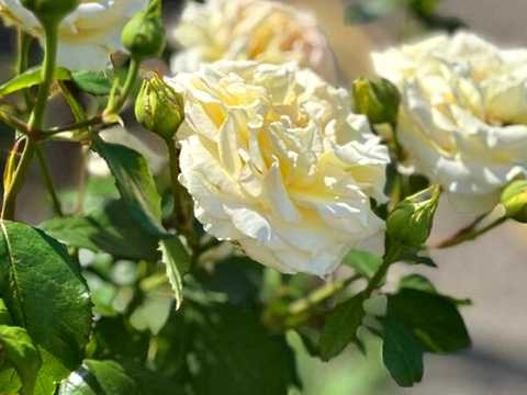 будинок за адресою Яблунева вул., 28