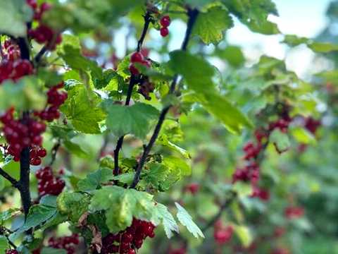 будинок за адресою Яблунева вул., 28
