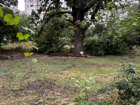 ділянка за адресою Тіниста вул., 6г