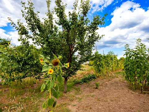 дом по адресу Драна Гора, 21