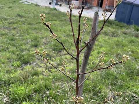 ділянка за адресою с. Сокільники, Шухевича