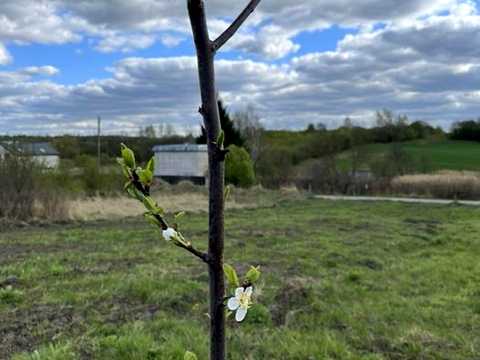 ділянка за адресою с. Сокільники, Шухевича