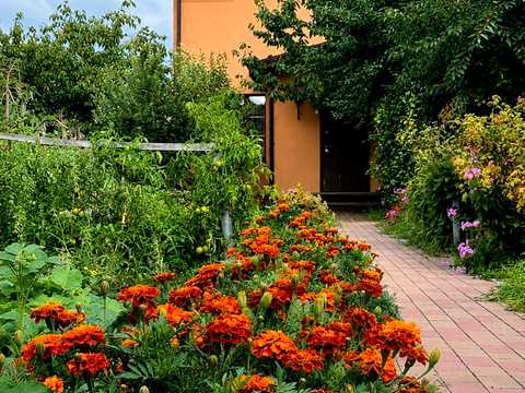 будинок за адресою с. Софіївська Борщагівка, Зелена вул.