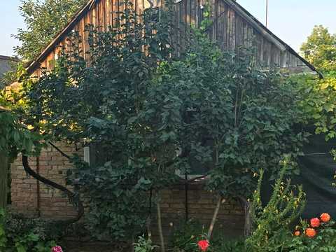 будинок за адресою Рильського вул., 8