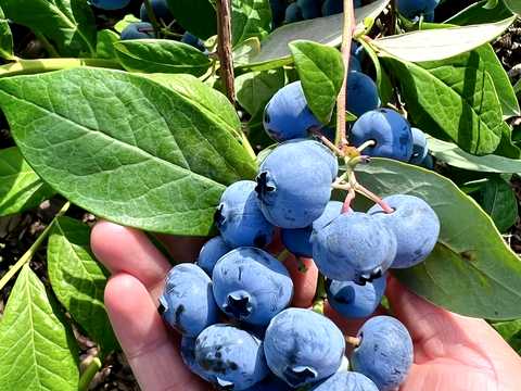 ділянка за адресою Кірова