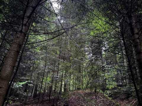 комерційна за адресою с. Труханів, Тараса Шевченка вул., 114