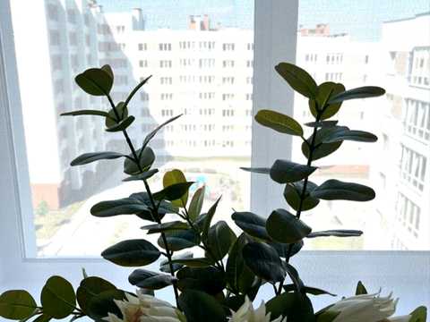 квартира за адресою Миколаївська вул., (3 черга (будинок 6))