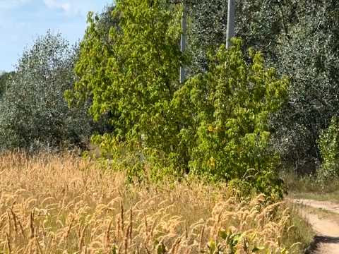 ділянка за адресою Тарасівська