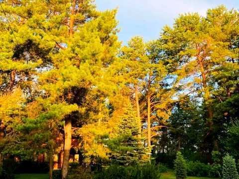 будинок за адресою Центральна вул. (Пролетарська)