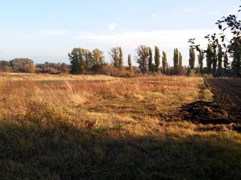 участок по адресу с. Ольшанская Новоселица, Лесі Українки, 33