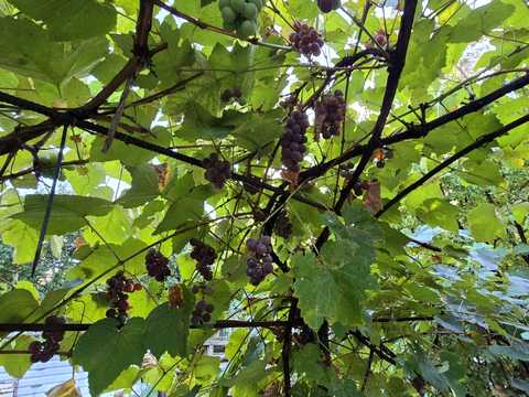 будинок за адресою Бродівська вул.