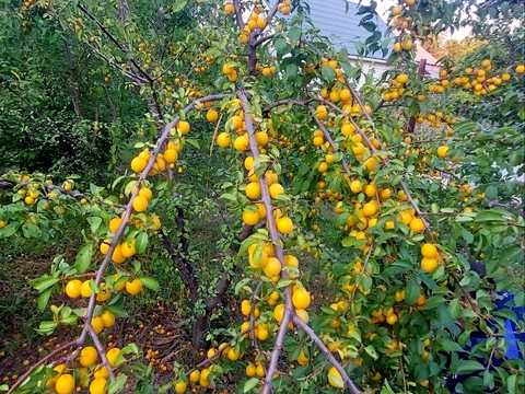 будинок за адресою Канадська вул. (Добролюбова)