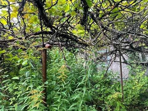 ділянка за адресою с. Тиранівка, 