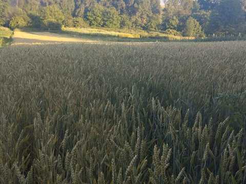 ділянка за адресою с. Рижулинці, Лесі українки