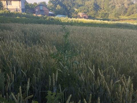 ділянка за адресою с. Рижулинці, Лесі українки