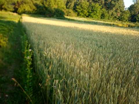 ділянка за адресою с. Рижулинці, Лесі українки