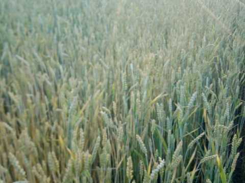 ділянка за адресою с. Рижулинці, Лесі українки