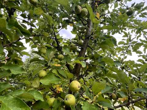 ділянка за адресою с. Зарванці, Зоряна