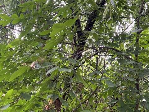 ділянка за адресою Запорізька вул., 46
