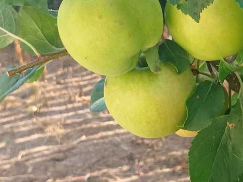 будинок за адресою Зелена