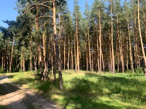 ділянка за адресою кг Сосновый бор