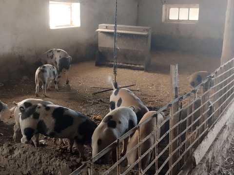 комерційна за адресою Ліманська, 1