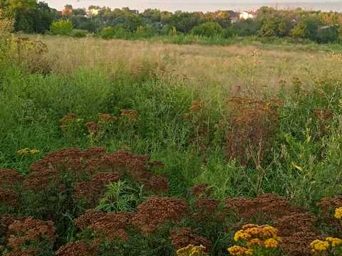 ділянка за адресою с. Дніпрове, Центральна, 50