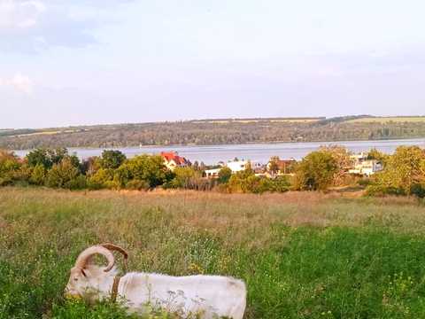 ділянка за адресою с. Дніпрове, Центральна, 50