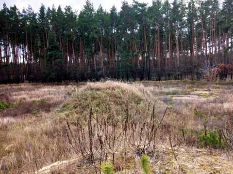 коммерческая по адресу с. Ладинка, Чернігівська, 1