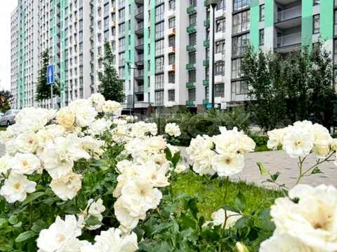 коммерческая по адресу Тираспольская ул., 52