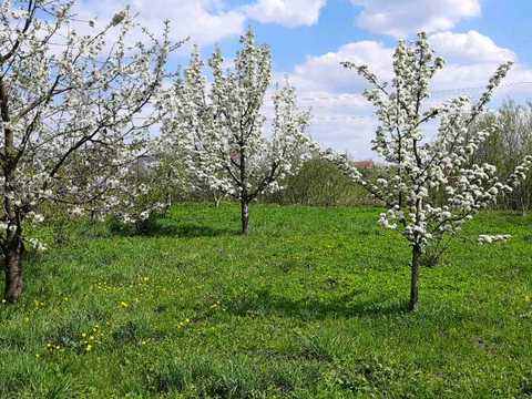 будинок за адресою с. Ременів, Романа Сушка вул., 6