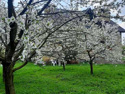 будинок за адресою с. Ременів, Романа Сушка вул., 6