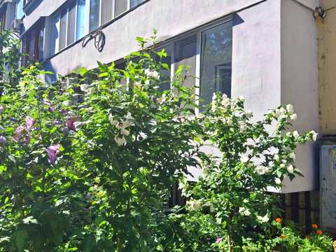 квартира за адресою Євгена Коновальця вул. (Щорса), 35